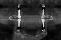 88 - BLACK NEKKED GREBES - BERVOETS RIK - belgium <div